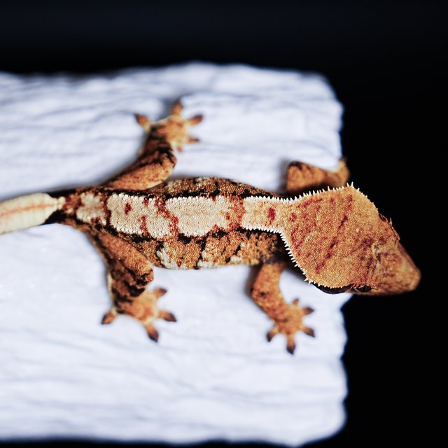 Tri Extreme Harlequin