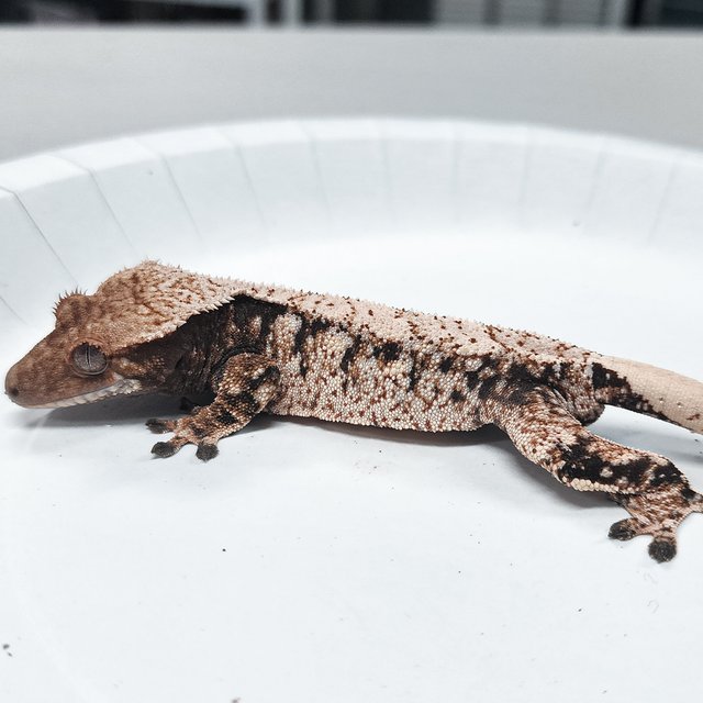 Tri Extreme Harlequin