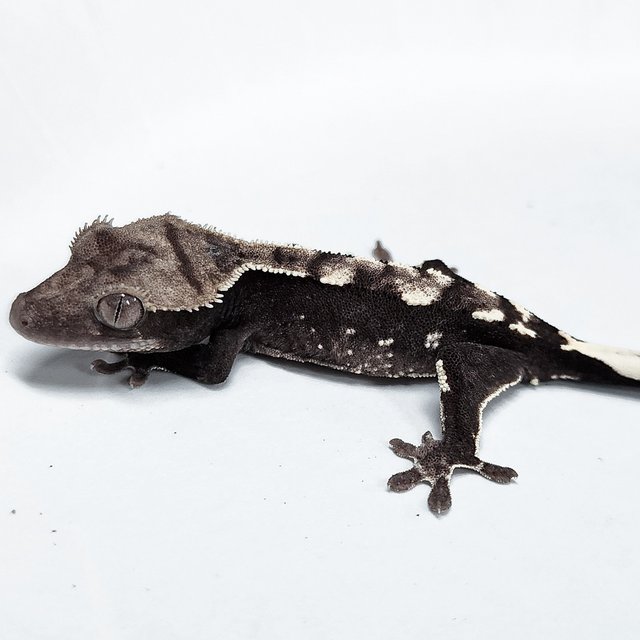 Sable Axanthic