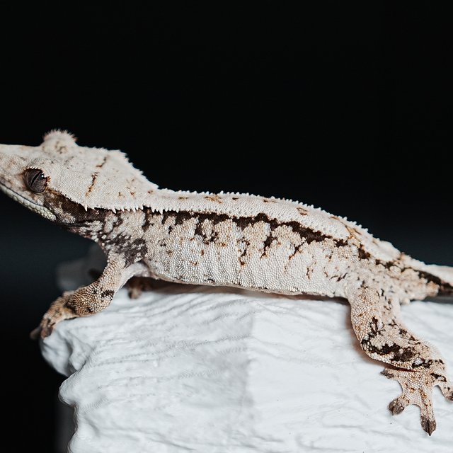 트라이 익스트림할리퀸