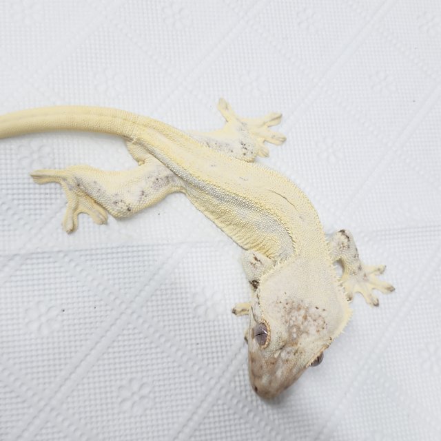 풀핀 릴리화이트