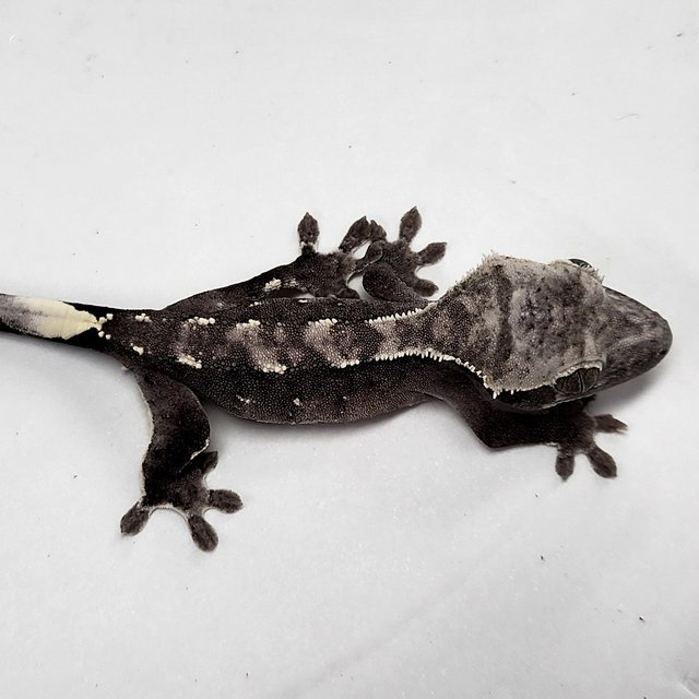 Axanthic