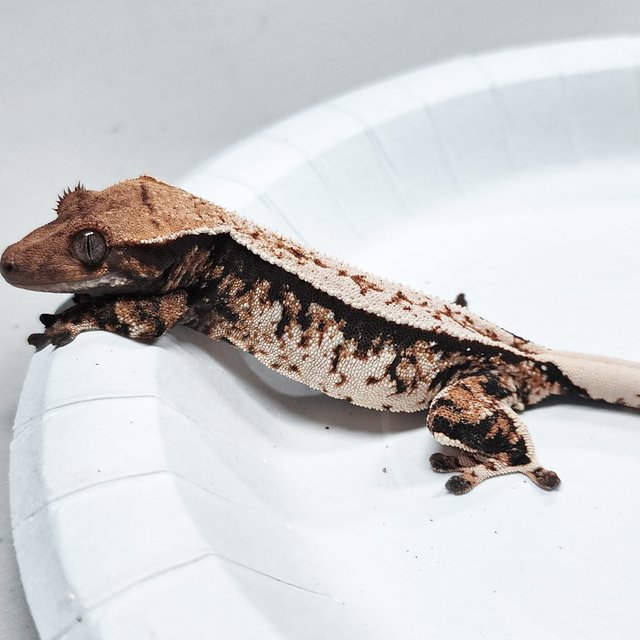Tri Extreme Harlequin