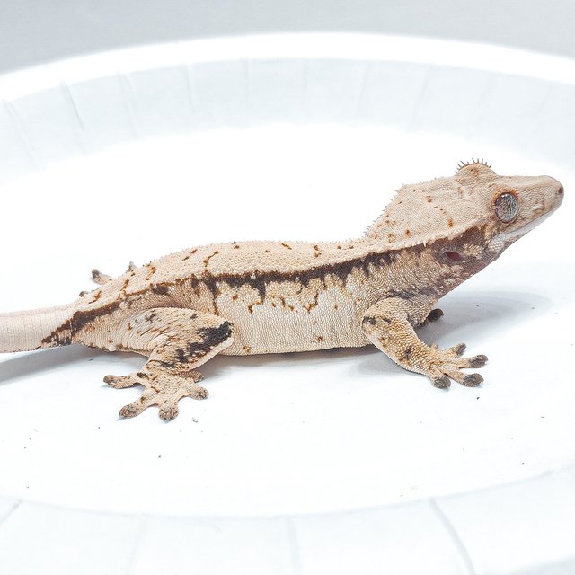 Tri Extreme Harlequin