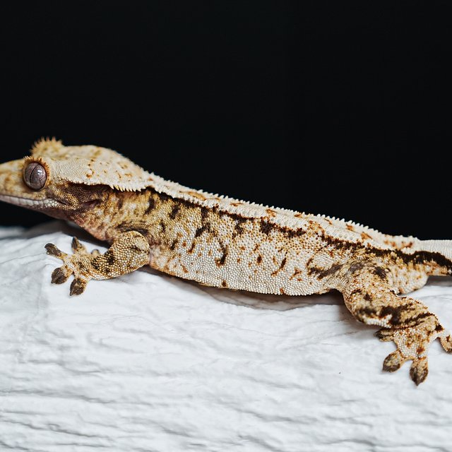 트라이 익스트림할리퀸