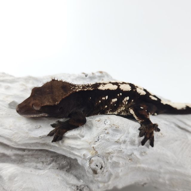 세이블