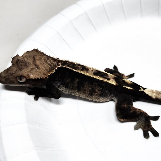 Sable 100% Het Axanthic