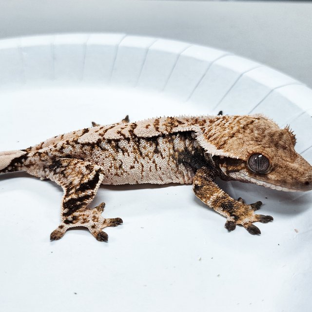 Tri Extreme Harlequin