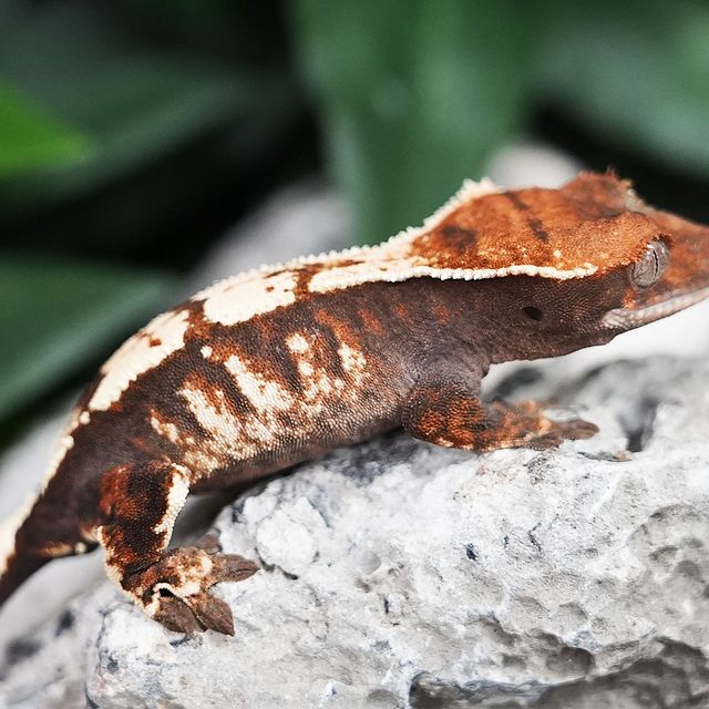 세이블