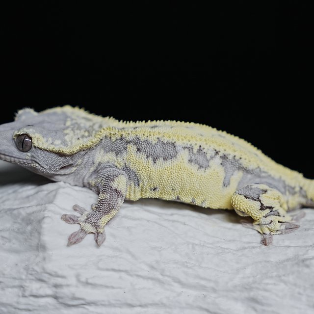 Sable Lilly Axanthic