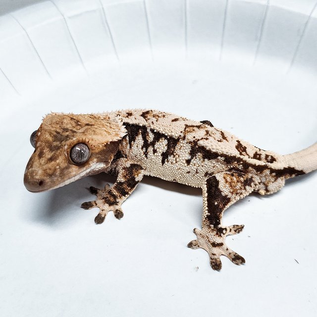 Tri Extreme Harlequin