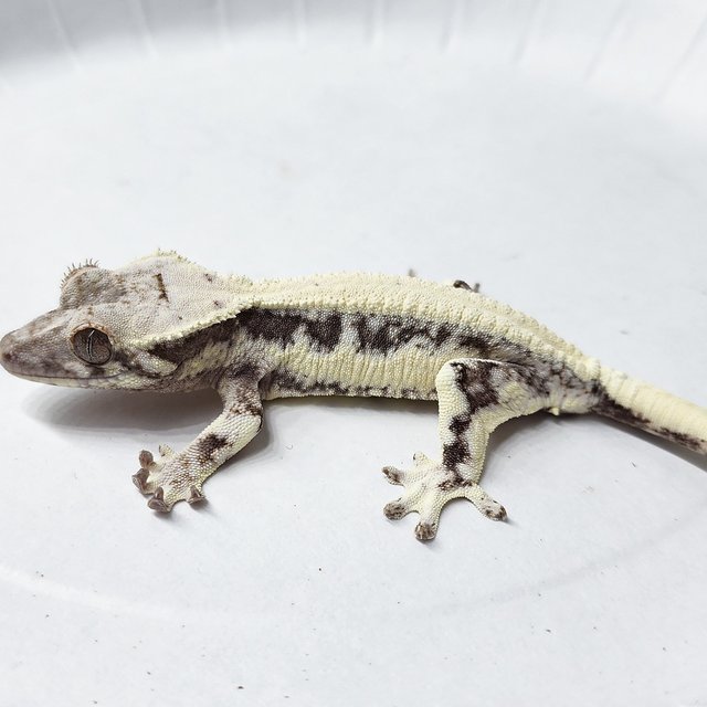 Full Pinstripe Lilly 100% Het Axanthic