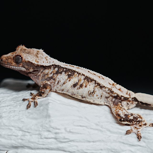 Tri Extreme Harlequin