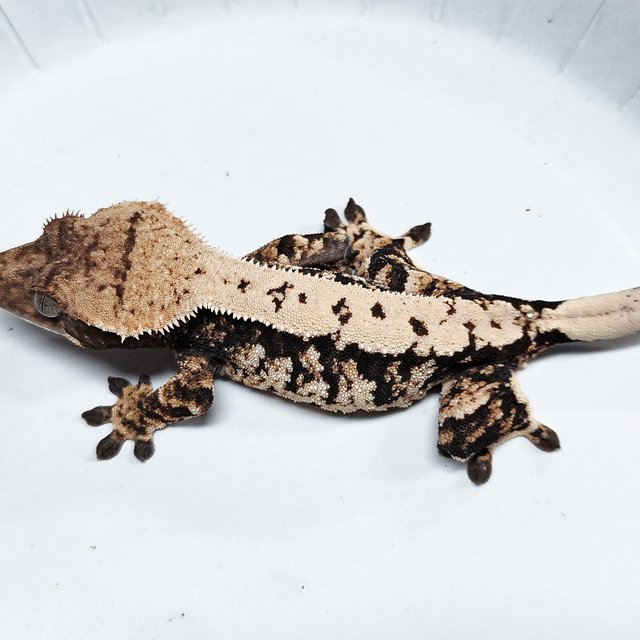 Tri Extreme Harlequin