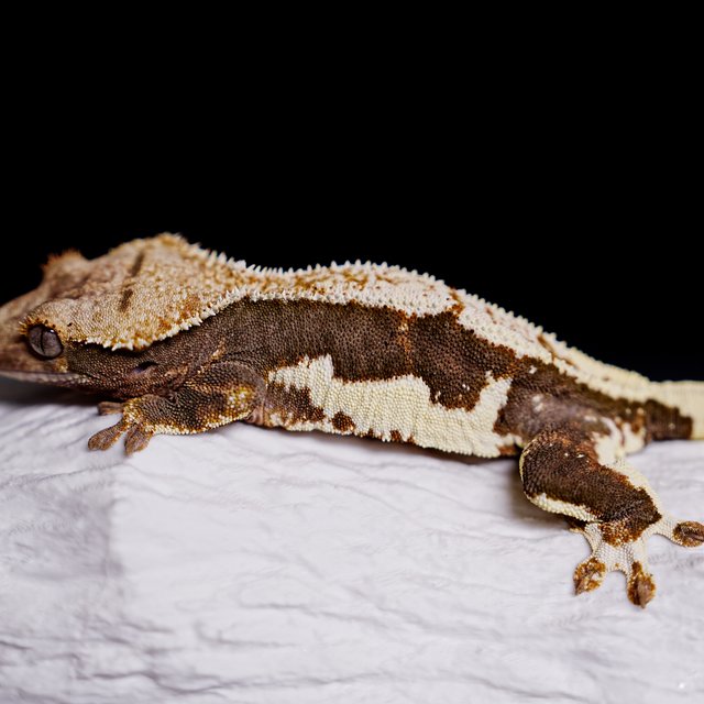 Lilly 100% Het Axanthic