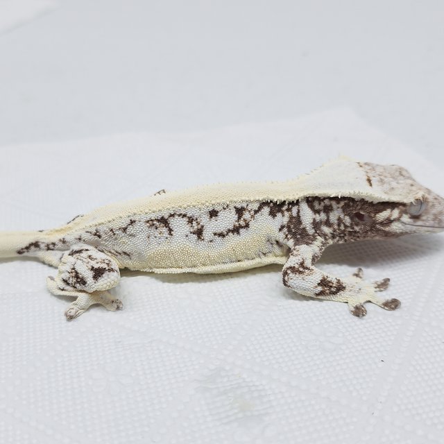 풀핀 릴리화이트