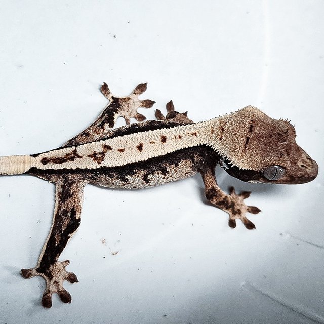 Full Pinstripe 100% Het Axanthic