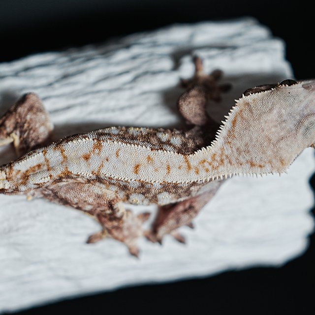 트라이 익스트림할리퀸