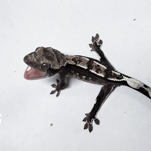Sable Axanthic