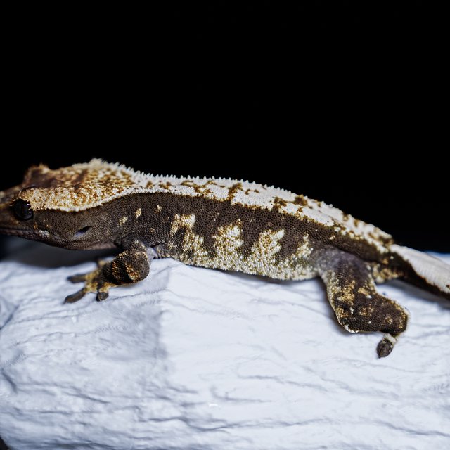 Tri Extreme Harlequin