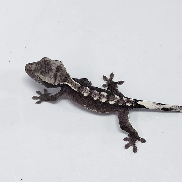 Axanthic