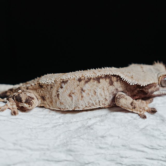 트라이 익스트림할리퀸