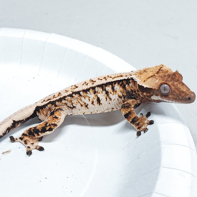 Tri Extreme Harlequin