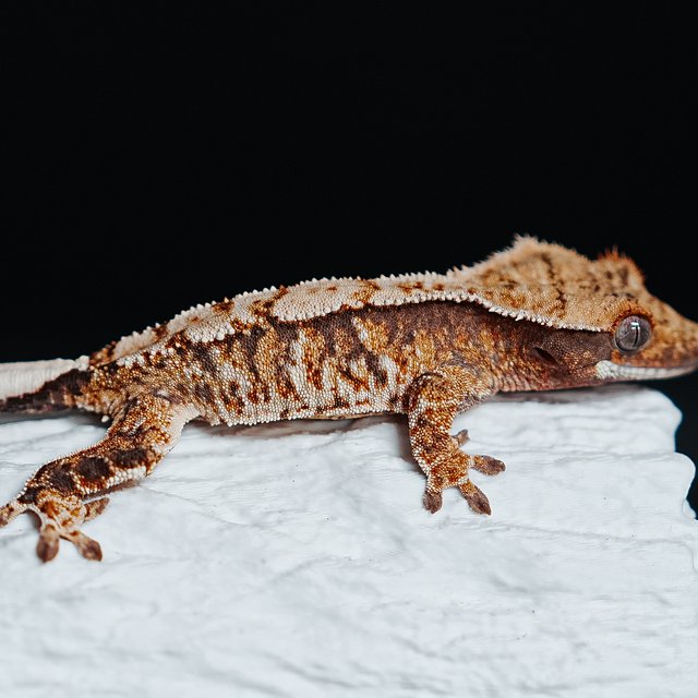 Tri Extreme Harlequin