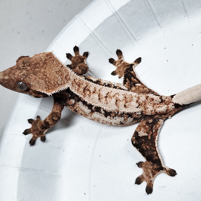 Tri Extreme Harlequin