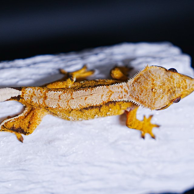 Tri Extreme Harlequin