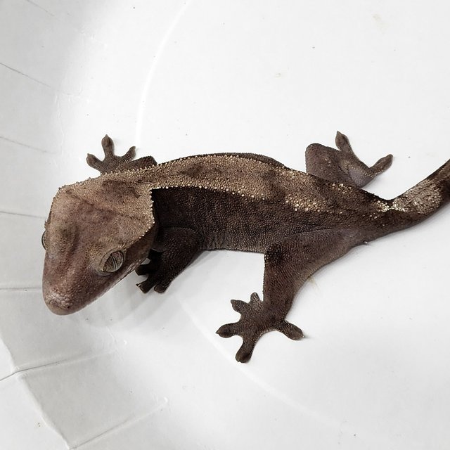 100% Het Axanthic Super Sable