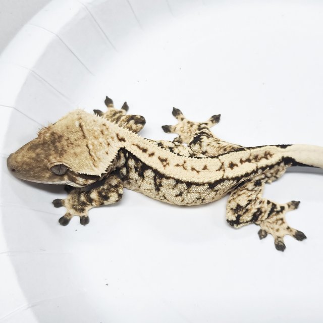 Tri Extreme Harlequin