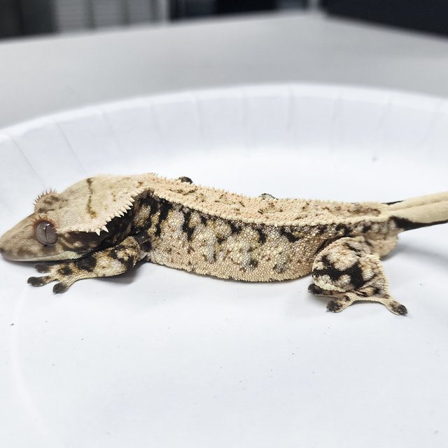 Tri Extreme Harlequin