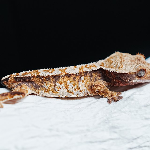 트라이 익스트림할리퀸