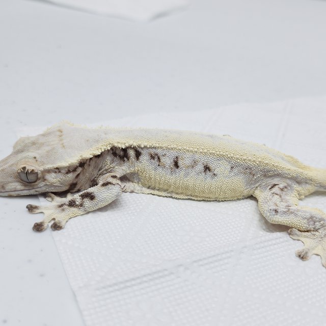 풀핀 솔리드백 릴리화이트