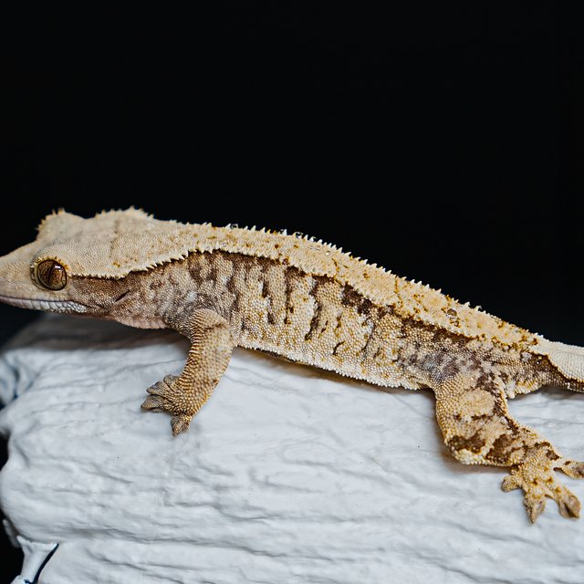 트라이 익스트림할리퀸