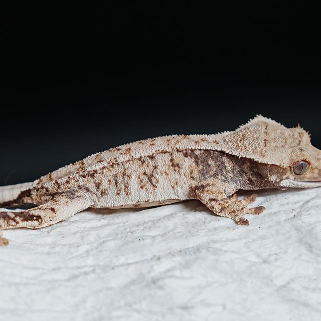 트라이 익스트림할리퀸