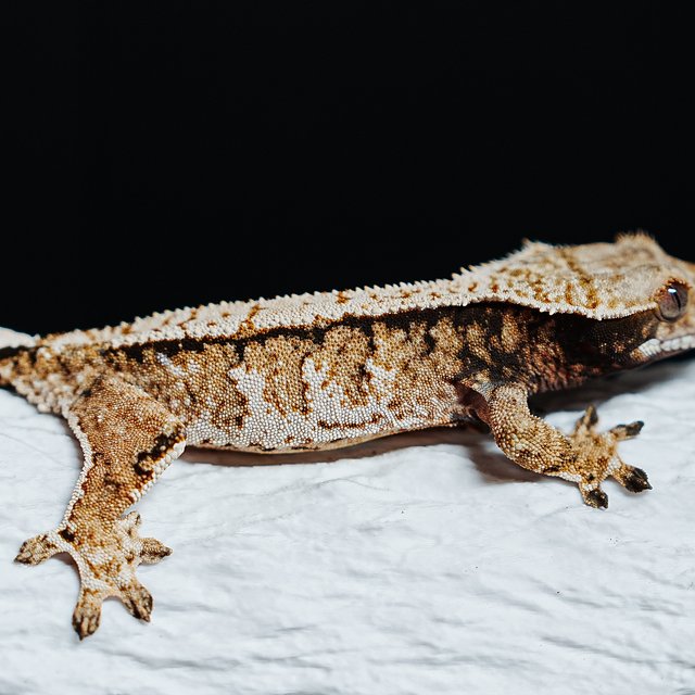 트라이 익스트림할리퀸