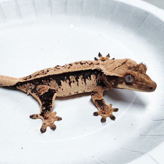 Tri Extreme Harlequin