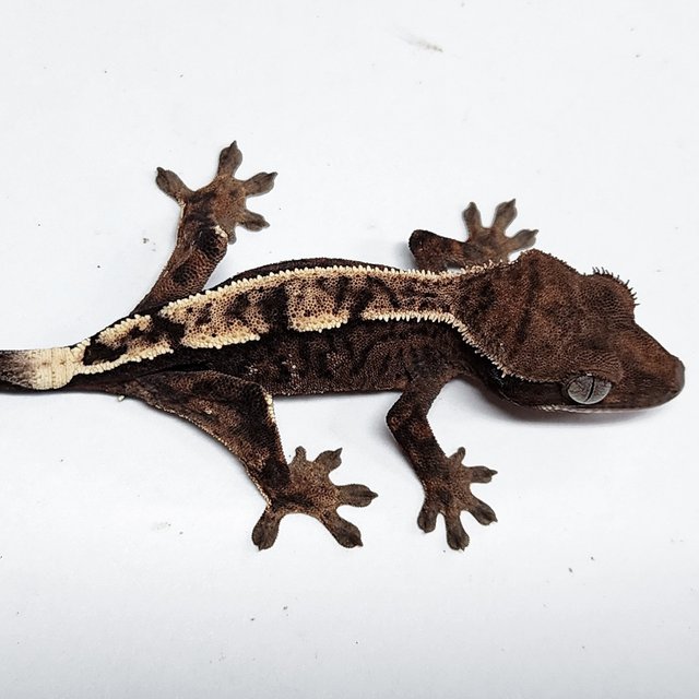 100% Het Axanthic Sable