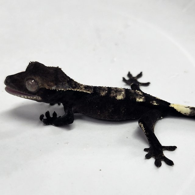 Sable Axanthic