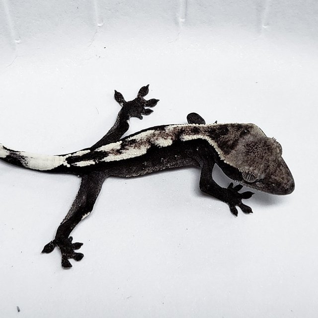 Axanthic