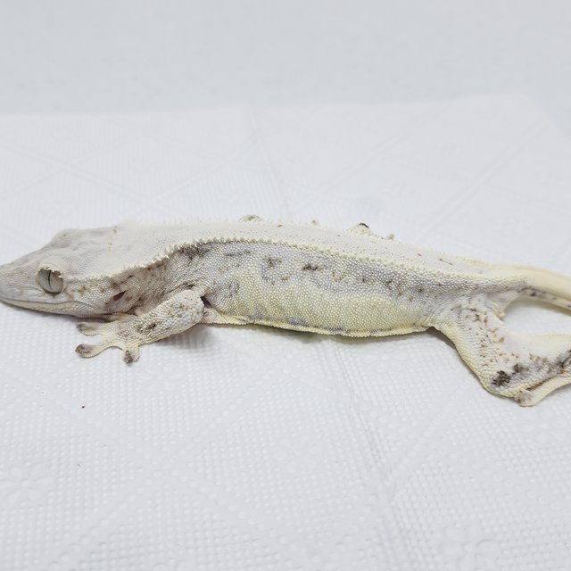 풀핀 릴리화이트