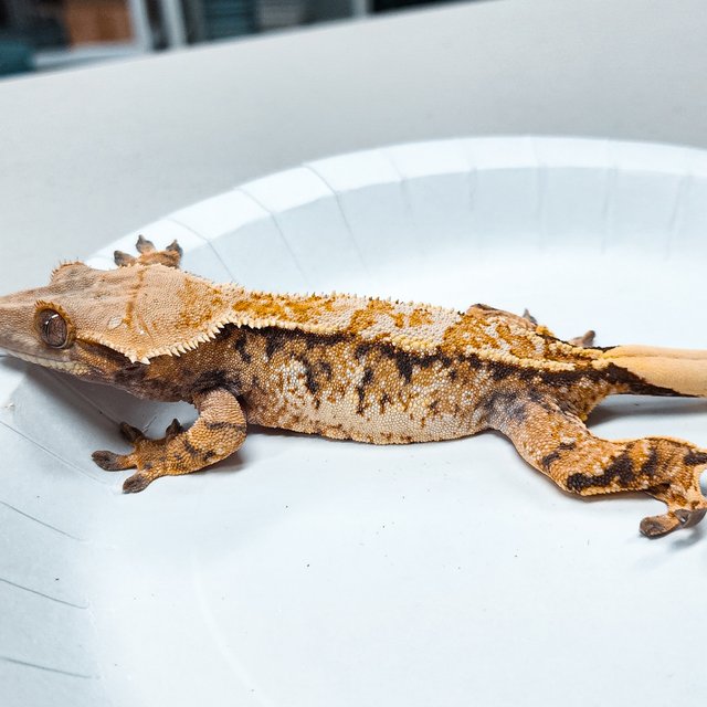 Tri Extreme Harlequin