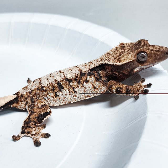 Tri Extreme Harlequin
