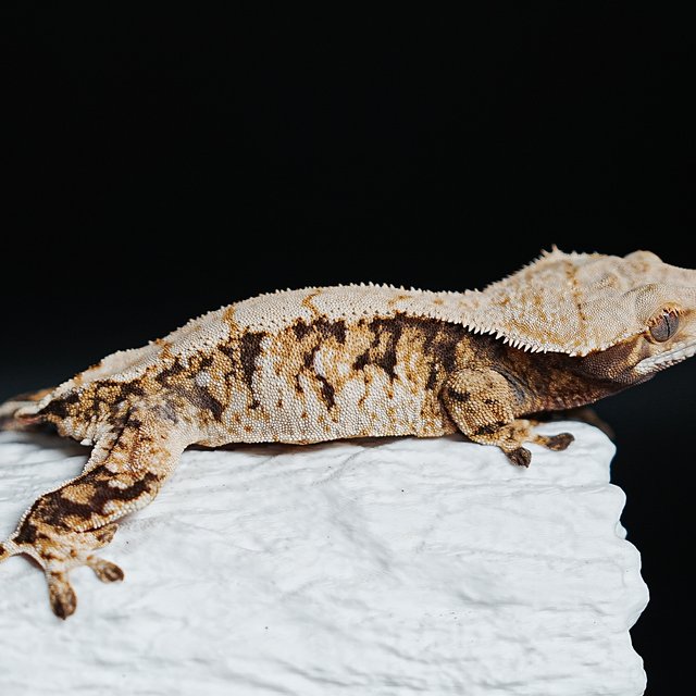 Extreme Harlequin Tri