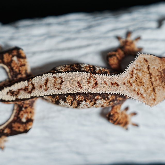 트라이 익스트림할리퀸