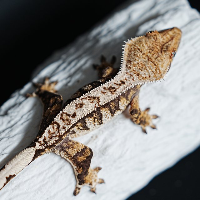 트라이 익스트림할리퀸