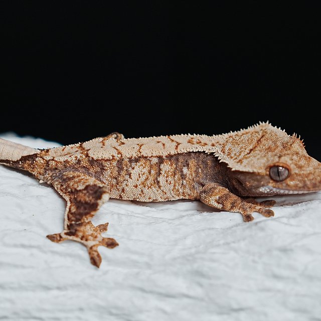 Tri Extreme Harlequin