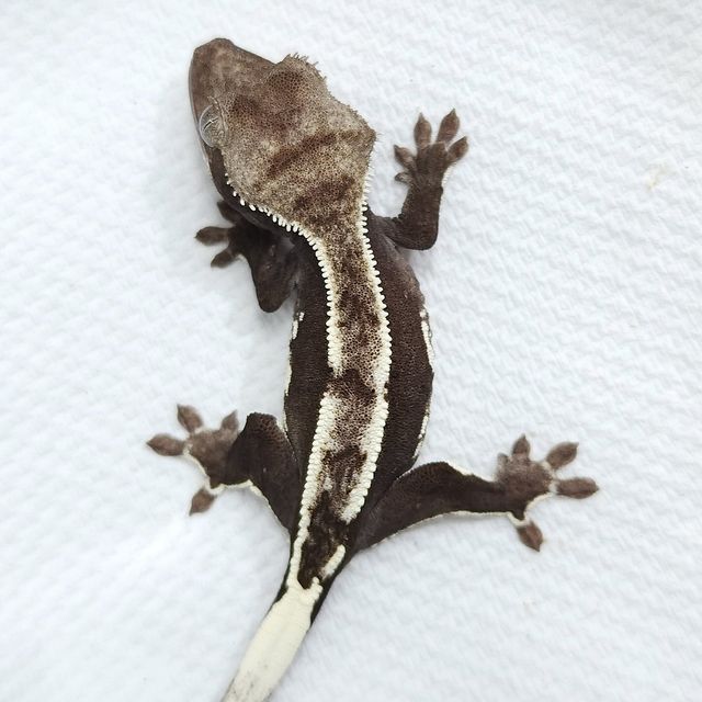 아잔틱